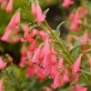 Elfin Pink Penstemon -Outdoor Garden Care Shop walters gardens penstemon elfin pink cropped 1