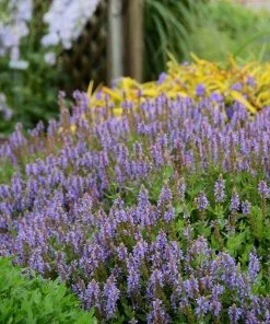 Blue Hill Salvia 7 Blue Hill Salvia -Outdoor Garden Care Shop walters gardens salvia blue hill cropped 3