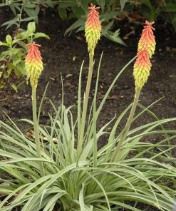 Fire Dance Red Hot Poker -Outdoor Garden Care Shop walters gardens kniphofia fire dance cropped