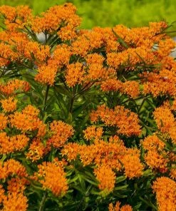 Butterfly Weed (Clay Form) -Outdoor Garden Care Shop walters gardens asclepias tuberosa cropped 1