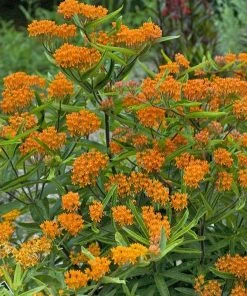 Butterfly Weed (Clay Form) -Outdoor Garden Care Shop walters gardens asclepias tuberosa cropped 2