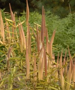 Butterfly Weed (Clay Form) -Outdoor Garden Care Shop walters gardens asclepias tuberosa seed heads cropped
