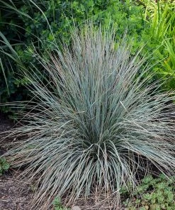 Blue Oat Grass -Outdoor Garden Care Shop walters gardens helictotrichon sempervirens cropped 2