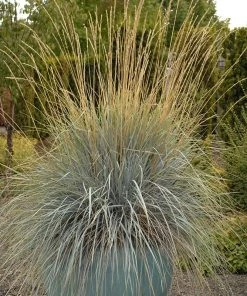 Blue Oat Grass -Outdoor Garden Care Shop walters gardens helictotrichon sempervirens cropped 4