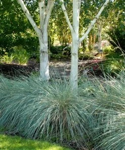 Blue Oat Grass -Outdoor Garden Care Shop walters gardens helictotrichon sempervirens cropped under trees