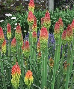 Fire Dance Red Hot Poker -Outdoor Garden Care Shop walters gardens kniphofia fire dance cropped