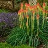 Fire Dance Red Hot Poker -Outdoor Garden Care Shop walters gardens kniphofia fire dance with lavender munstead cropped 1
