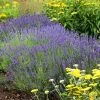 Hidcote Superior English Lavender 2 Hidcote Superior English Lavender -Outdoor Garden Care Shop walters gardens lavandula hidcote cropped 2