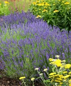 Hidcote Superior English Lavender