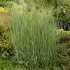 Heavy Metal Blue Switch Grass -Outdoor Garden Care Shop walters gardens panicum heavy metal cropped