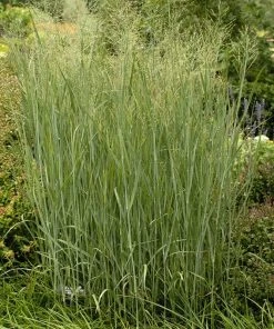 Heavy Metal Blue Switch Grass