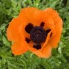 Prince Of Orange Oriental Poppy -Outdoor Garden Care Shop walters gardens papaver prince of orange cropped 1