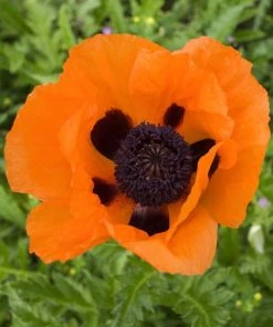 Prince Of Orange Oriental Poppy