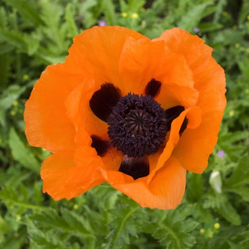 Prince Of Orange Oriental Poppy 3 Prince Of Orange Oriental Poppy