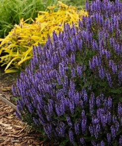 Blue Hill Salvia