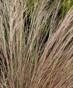 Prairie Blues Little Bluestem Grass -Outdoor Garden Care Shop walters gardens schizachyrium prairie blues close up foliage cropped