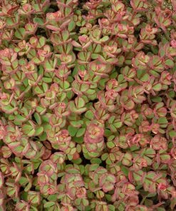 October Daphne Sedum -Outdoor Garden Care Shop walters gardens sedum october daphne fall foliage closeup cropped