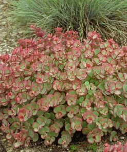 October Daphne Sedum -Outdoor Garden Care Shop walters gardens sedum october daphne fall foliage cropped