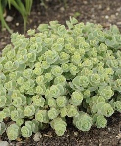 October Daphne Sedum -Outdoor Garden Care Shop walters gardens sedum october daphne spring foliage cropped