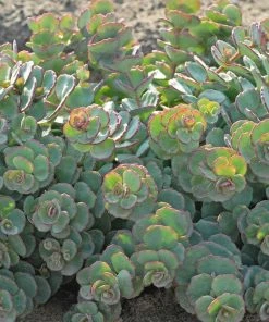 October Daphne Sedum -Outdoor Garden Care Shop walters gardens sedum october daphne summer foliage cropped