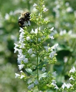 White Cloud Calamintha -Outdoor Garden Care Shop white cloud calamintha 1