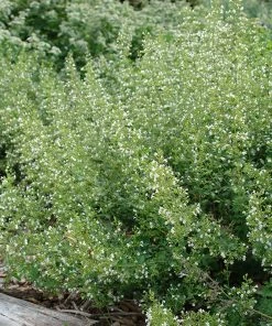 White Cloud Calamintha -Outdoor Garden Care Shop white cloud calamintha 2