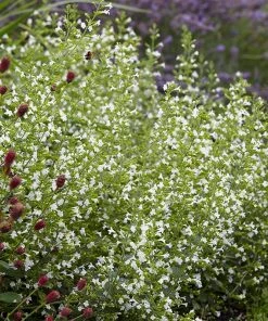 White Cloud Calamintha -Outdoor Garden Care Shop white cloud calamintha 3