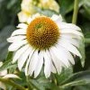 Happy Star Echinacea -Outdoor Garden Care Shop white echinacea happy star close up cropped 1