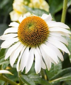 Happy Star Echinacea