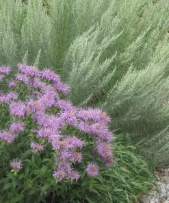 Wild Bergamot (Wichita Mountains Form) -Outdoor Garden Care Shop wild bergamot artemisia filifolia