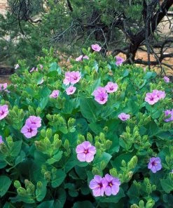 Wild Four O'Clock (Mirabilis) 9 Wild Four O'Clock (Mirabilis) -Outdoor Garden Care Shop wild four oclocks