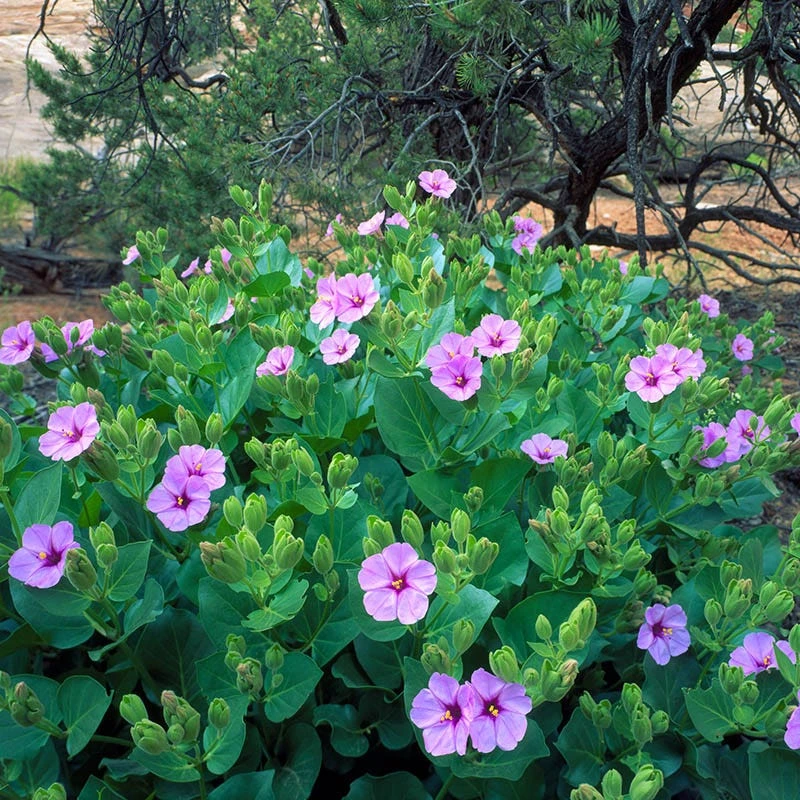 Wild Four O'Clock (Mirabilis) 6 Wild Four O'Clock (Mirabilis) - Image 4