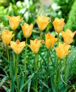 Outdoor Garden Care Shop -Outdoor Garden Care Shop wild tulip bronze charm cropped