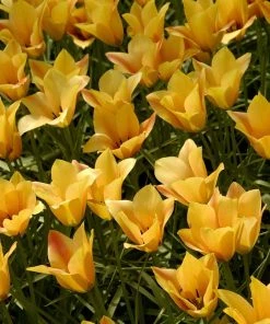 Outdoor Garden Care Shop 54 Bronze Charm Wildflower Tulip