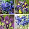 Wildflower Iris Bulb Collection -Outdoor Garden Care Shop wildflower iris fall flower bulb collection