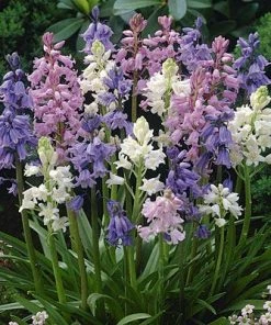 Wood Hyacinth Mix (Spanish Bluebells)