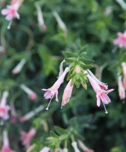 Woody's Peach Surprise Hummingbird Trumpet (Zauschneria) -Outdoor Garden Care Shop woody s peach surprise closeup cropped