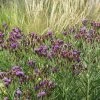 Woolly Ironweed (Vernonia) 1 Woolly Ironweed (Vernonia) -Outdoor Garden Care Shop woolly ironweed 1