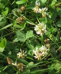 Xeriscape Clover Lawn Seed Mix -Outdoor Garden Care Shop xeriscape lawn 4