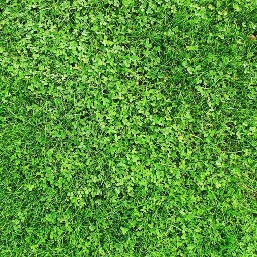 Xeriscape Clover Lawn Seed Mix 2 Xeriscape Clover Lawn Seed Mix -Outdoor Garden Care Shop xeriscape lawn hero