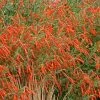 Sky Island Orange Hummingbird Trumpet (Zauschneria) -Outdoor Garden Care Shop zauchneria canum v arizonica sky island orange 500