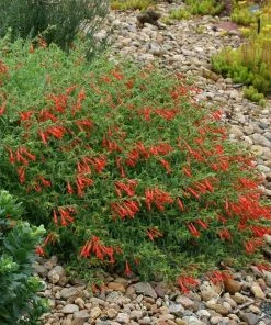 Orange Carpet® Creeping Hummingbird Trumpet (Zauschneria) 11 Orange Carpet® Creeping Hummingbird Trumpet (Zauschneria) -Outdoor Garden Care Shop zauschneria garrettii orange carpet pat hayward plant select