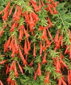 Hummingbird Container Garden 10 Hummingbird Container Garden -Outdoor Garden Care Shop zauschneria garrettii orange carpet 1