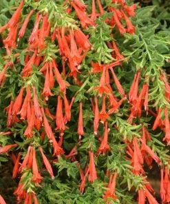 Orange Carpet® Creeping Hummingbird Trumpet (Zauschneria) 9 Orange Carpet® Creeping Hummingbird Trumpet (Zauschneria) -Outdoor Garden Care Shop zauschneria garrettii orange carpet pat hayward plant select garden