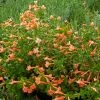 Northfork Coral Hummingbird Trumpet (Zauschneria) -Outdoor Garden Care Shop zauschneria latifolia coral canyon