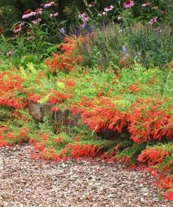 Orange Carpet® Creeping Hummingbird Trumpet (Zauschneria)
