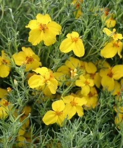 Gold On Blue Prairie Zinnia